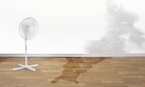 Best Water damage contractors near me  in Rochester, NY